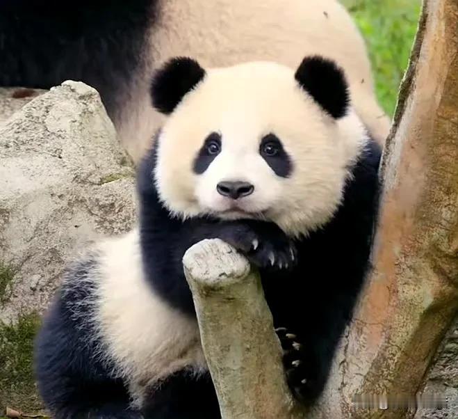连着两天都翻到潘望，她应该是出去引种了。不知道她的嫁妆是什么，是不是也是一箱苹果