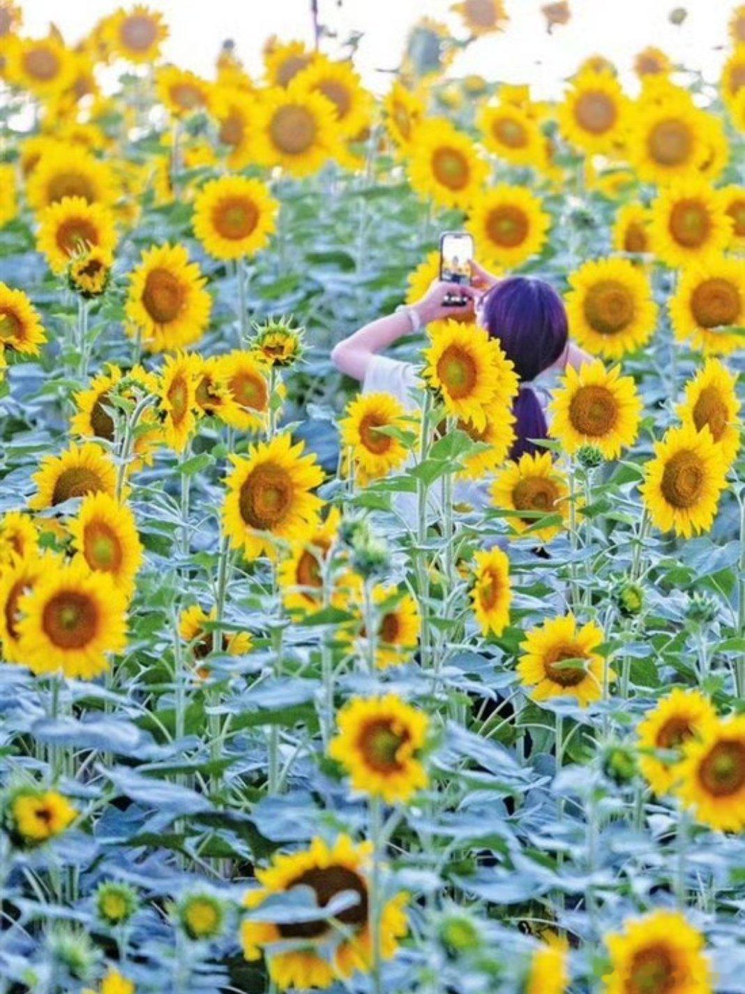 盛开在夏日里的花朵，知名、不知名的花，扮靓夏天……用眼睛寻找美丽好摄天下