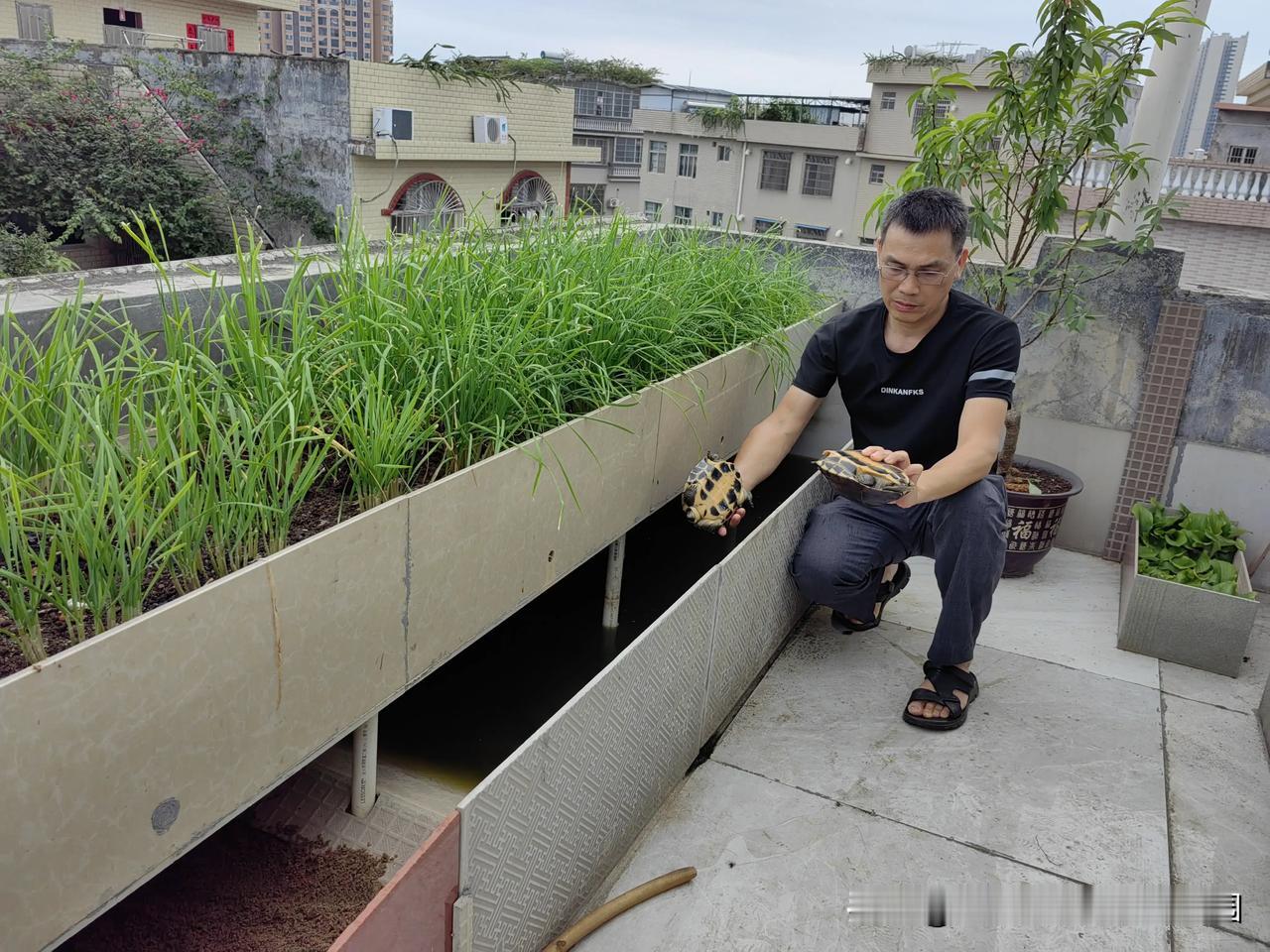 我家的菜园子在楼顶，我和我老公都喜欢种菜。我们在100多平方米的自家楼顶建了13