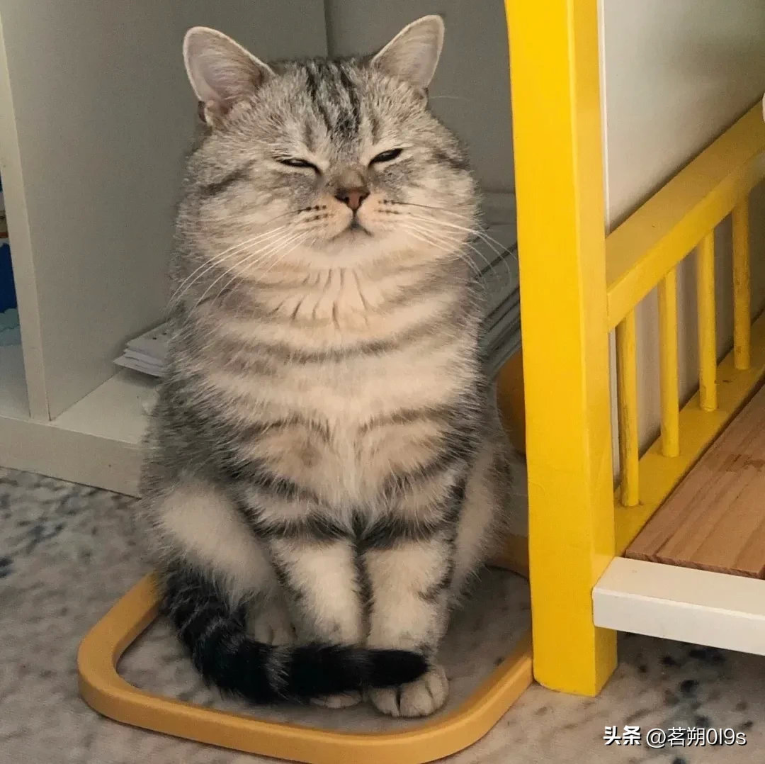 悟空画了个圈让你在里面睡觉嘛？!