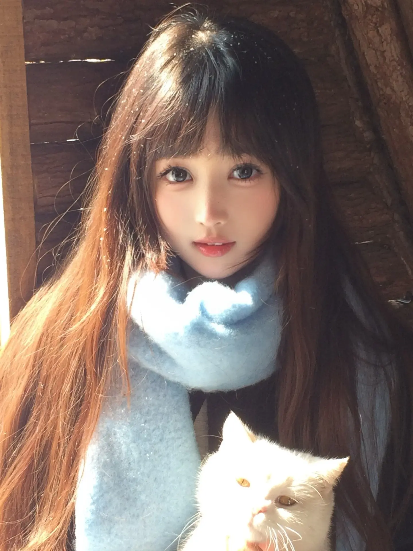 冬日 树屋 小猫 🐈❄️