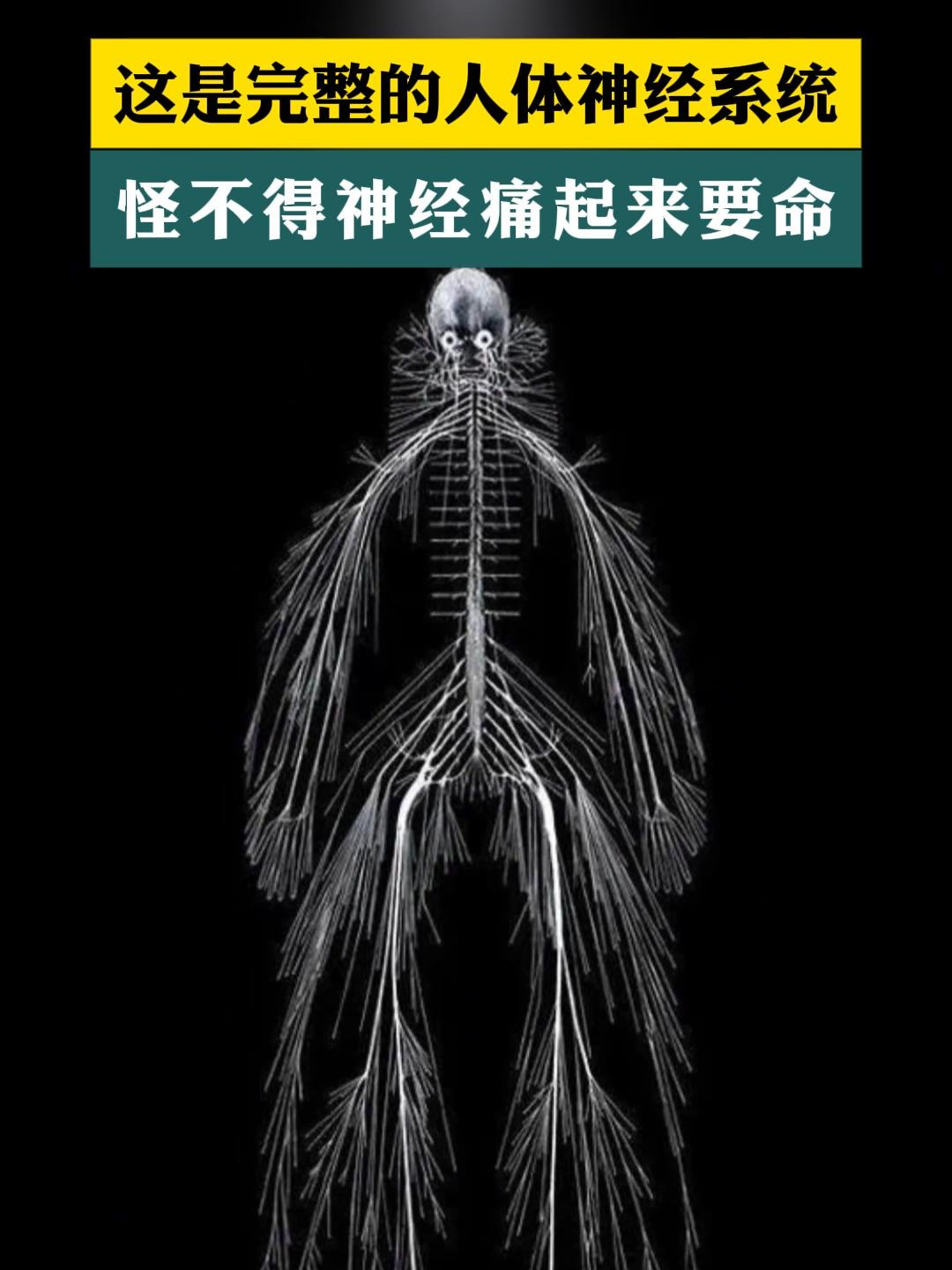 揭秘经络。古人对呼吸功能和循环系统认识不清，但观察到呼吸和血液血管的重要，联想了