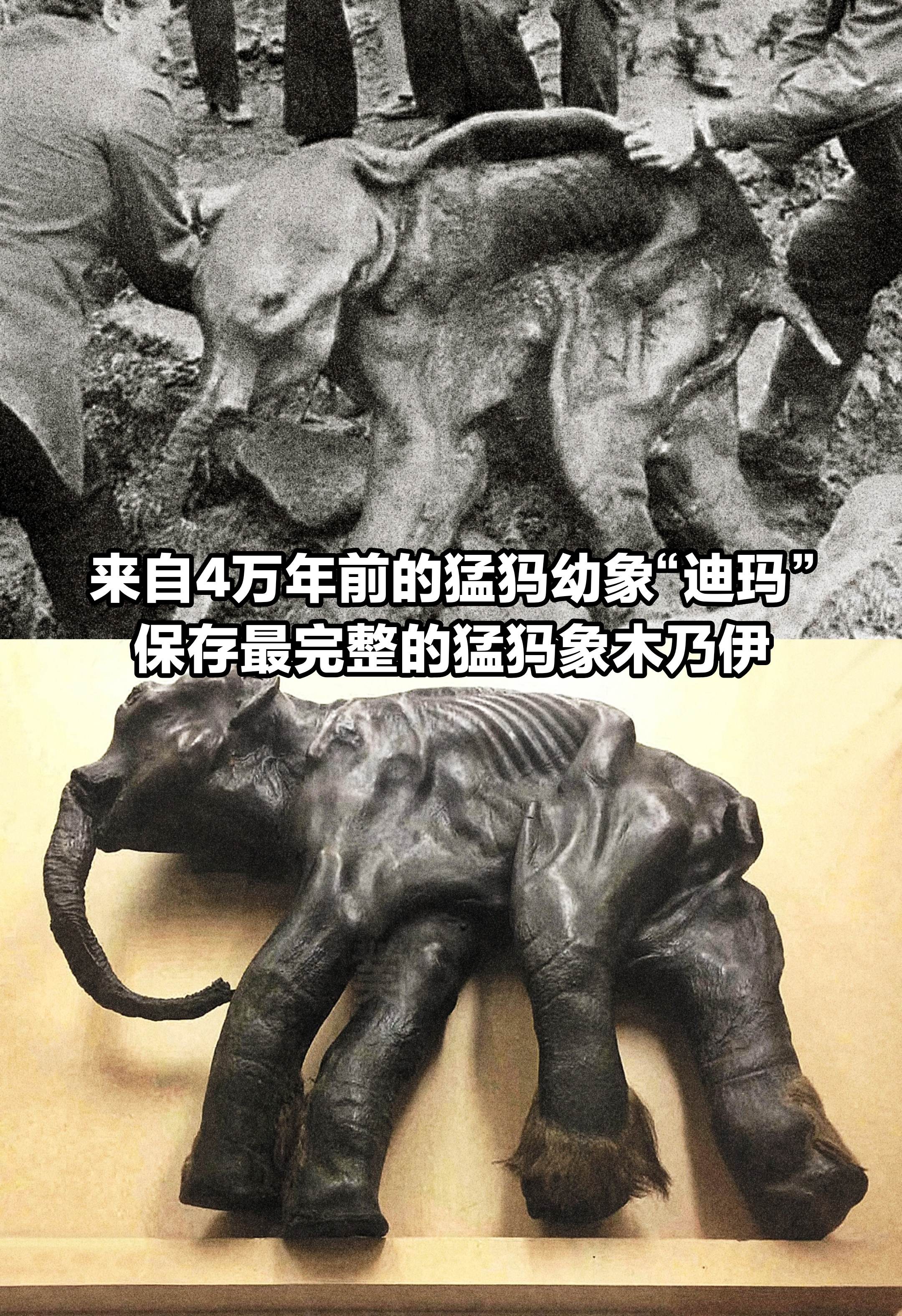 4万年前的猛犸幼象，保存的如此完好。
