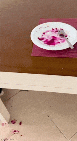 猫猫：我错了，出去后我要好好做猫 ​​​