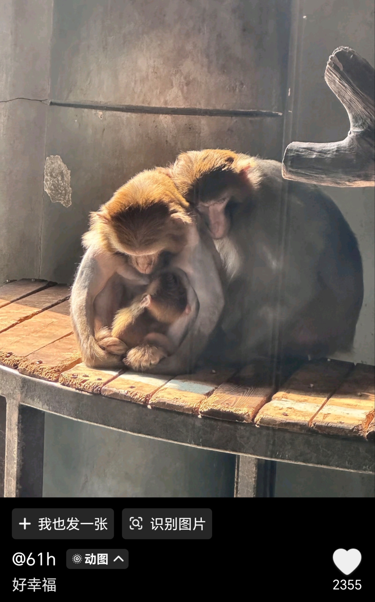 哈特软软🥺 