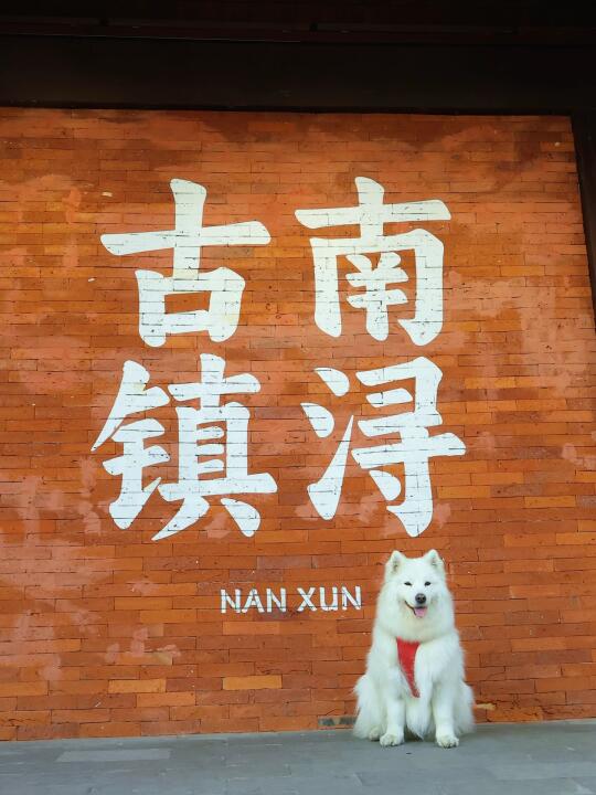 江南古镇宠物友好版-南浔➕乌镇