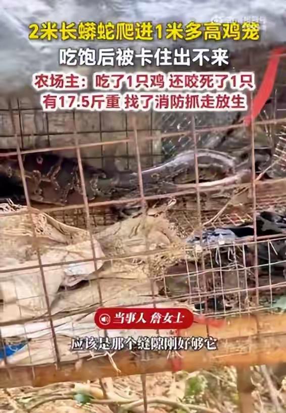 两米长蟒蛇爬进1米多高鸡笼，吃饱后被卡住出不来，农场主：7只鸡，一只被吞
 
一