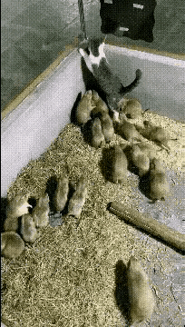 太惊人了！主人是在养猫还是养老鼠呢？这老鼠个个硕大无比，肥滚滚的，看见猫还不怕猫