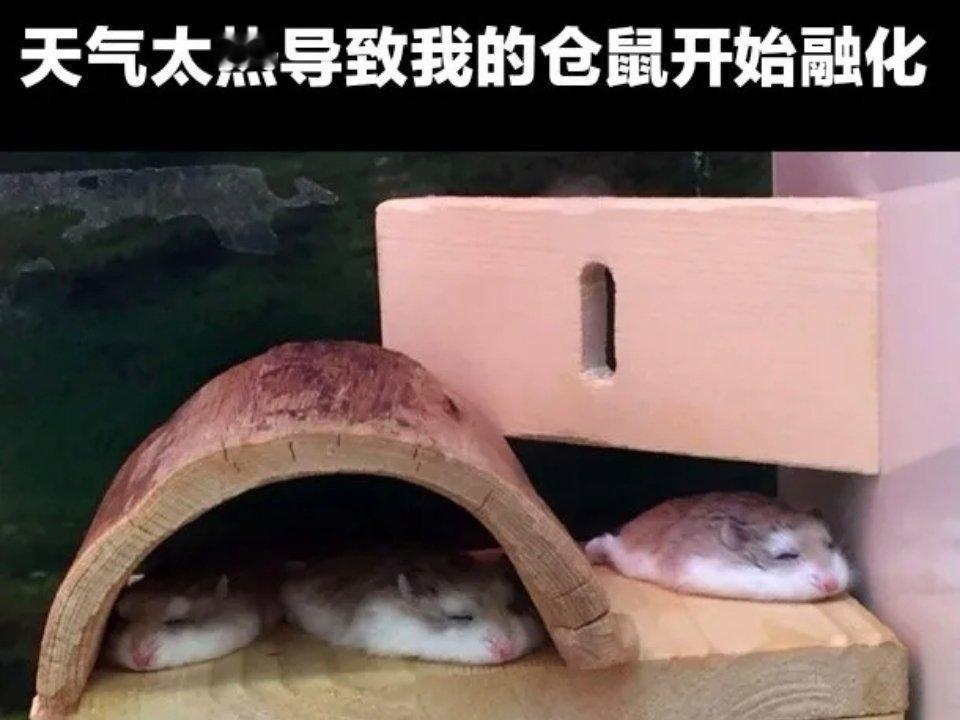 中鼠了 ​​​