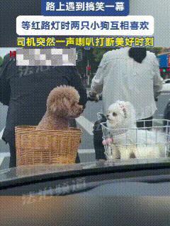 笑不活了！一男一女各自带着爱犬，停在一起等红绿灯，想不到两只狗狗互相看了看，结果
