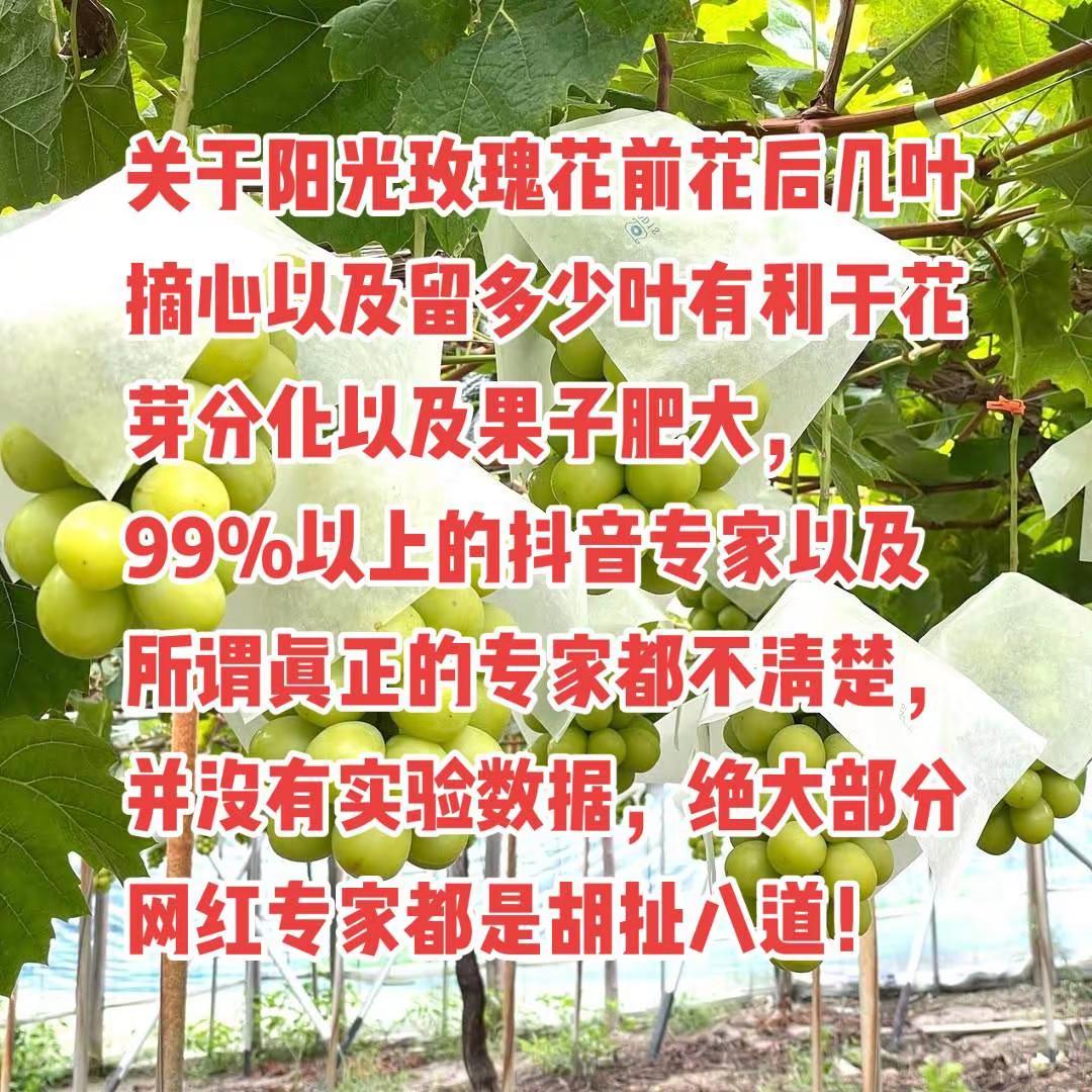 有机会，晚上八点直播间聊聊，干货（花芽分化规律，几叶摘心和花前留叶量有利于果子生