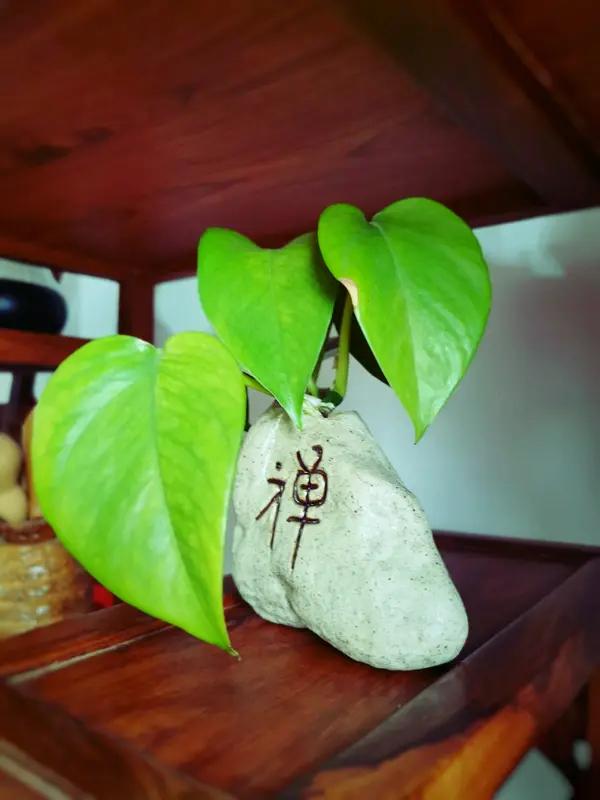 “忍世事喧嚣，守内心清净；稳人生步履，赴岁月温柔；怀满腔暖意，度平凡日常”，此语