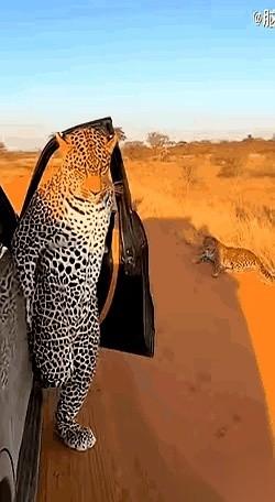 刚从车上下来，一身豹纹戏服还没捂热，那东西就从草丛里蹿出来了。
不是同伴，是一头