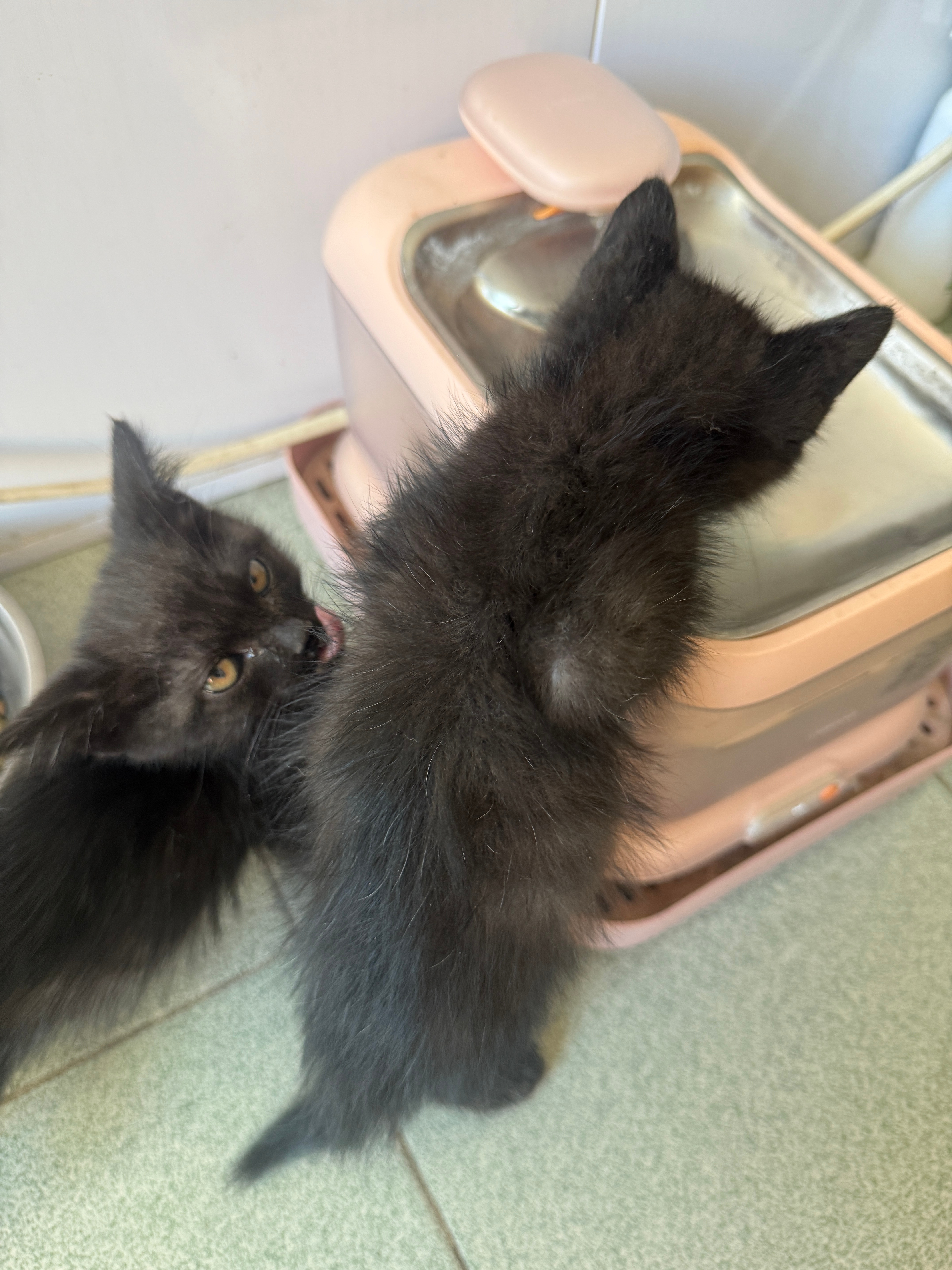 闹鬼了…我妹出门又把小黑猫的双胞胎兄弟捡回来了…两个猫长得一模一样[跪了] ​​
