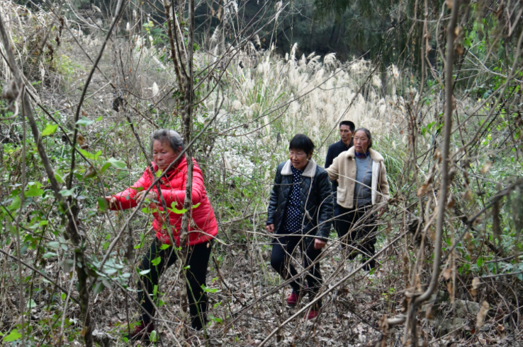 【#68岁老人离家走失8天吃树叶生还#】今年春节，正月初二，当失联8天的官开英老