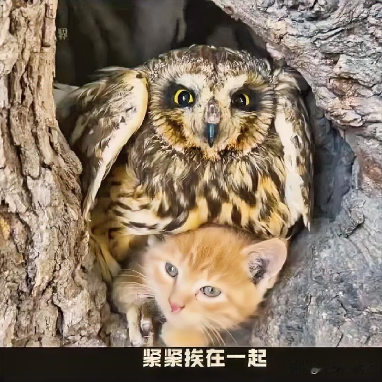 猫头鹰化身小猫“保姆”，这场跨越种物的暖心守护令人动容

在一处树洞里，猫头鹰和