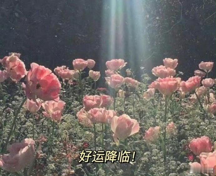 愿诸位都能在黛宝这拿到25年幸福的号码牌。✨  