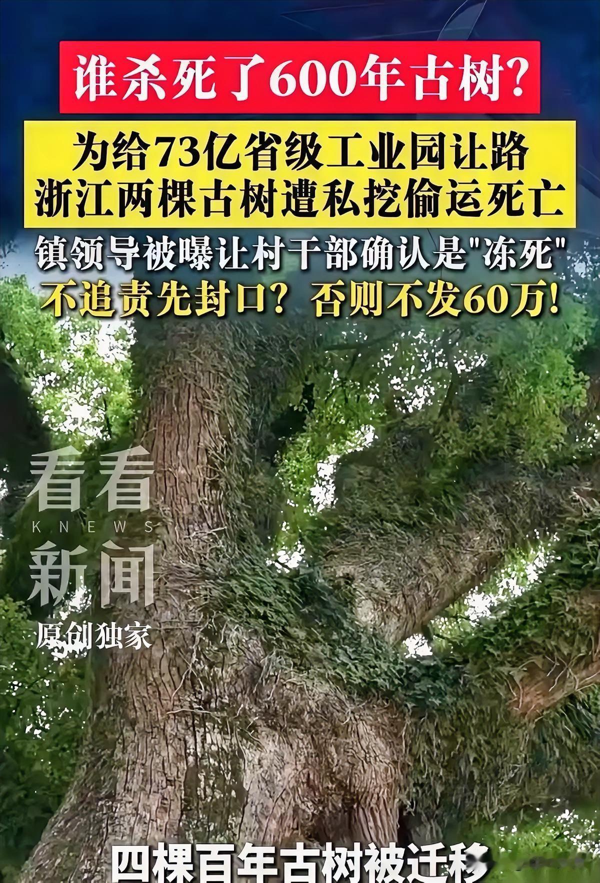几百年岁月熬出来的古树，没能扛住一次粗暴的工程迁移，这件事背后暴露的取舍问题远比