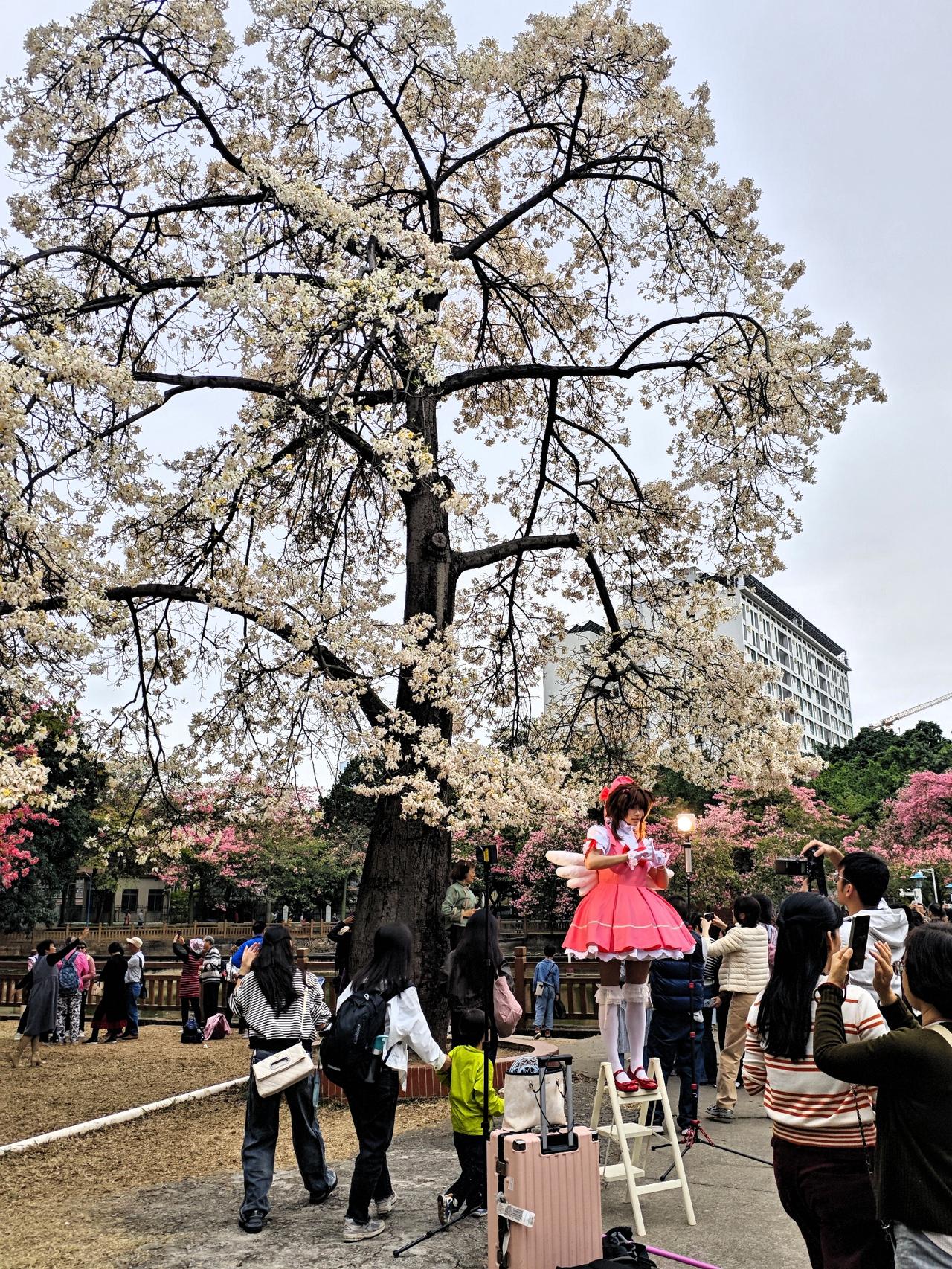 网上一直说华南师范大学的花很靓，想去看又搞不清楚在哪，今天就来探个路，实地看看。