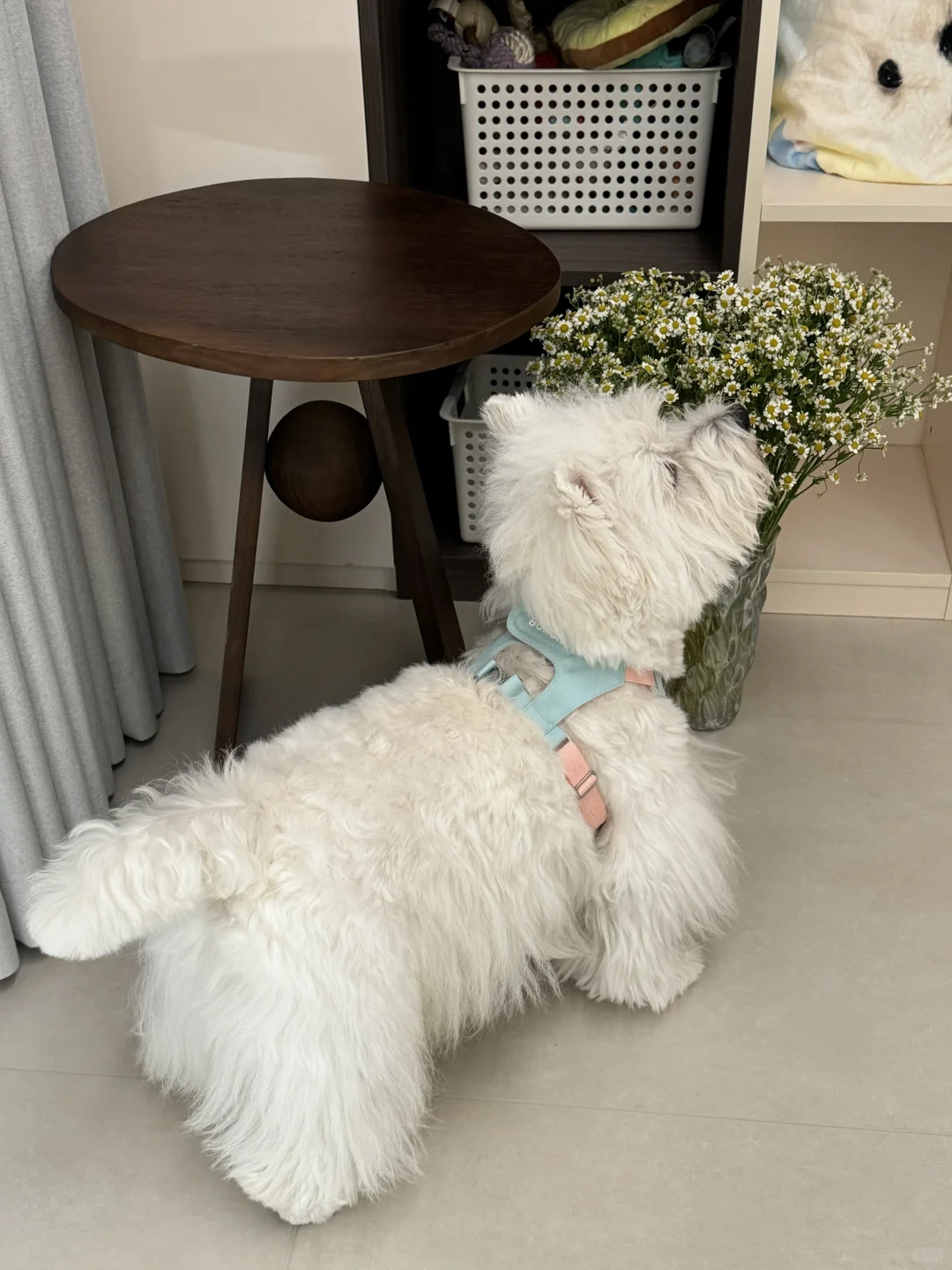 💐送狗狗一束花