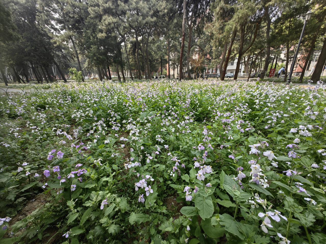 二月兰的美，是不张扬的温柔。紫白相间的小花铺成一片，像给大地盖了层软软的春纱。