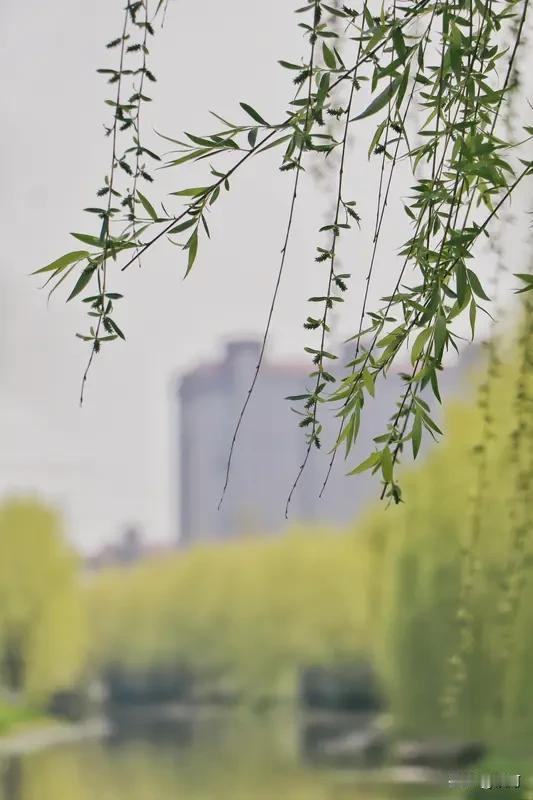 看到“春风摇绿柳”这个上联，瞬间就来了兴致。对联讲究平仄相合、词性对称。我对“夏