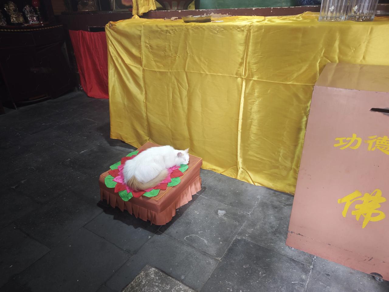 来生做一只猫！
千年古寺，香蜡清灯，长伴佛前，无忧无虑，自由自在，不想今生，不想