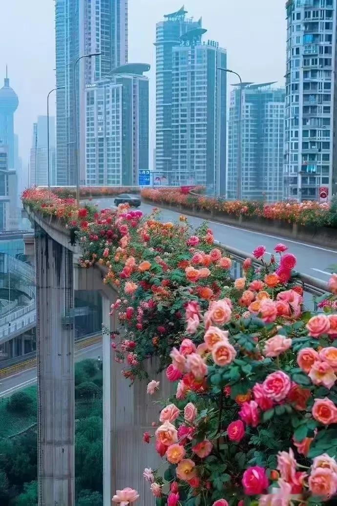 成都是一座浪漫的城市，月季花开满了二环高架路，给这个本就美不胜收的城市锦上添花，