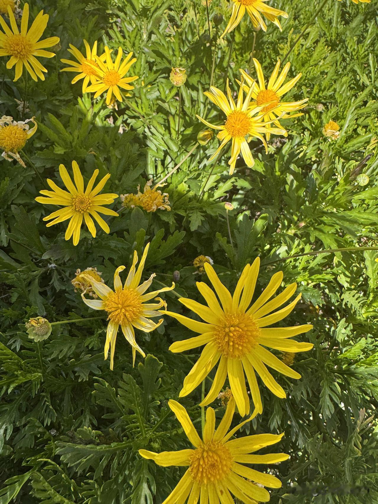 维西县，下辖3个镇、7个乡，共4个社区居委会、79个村委会，总人口13万人，在云