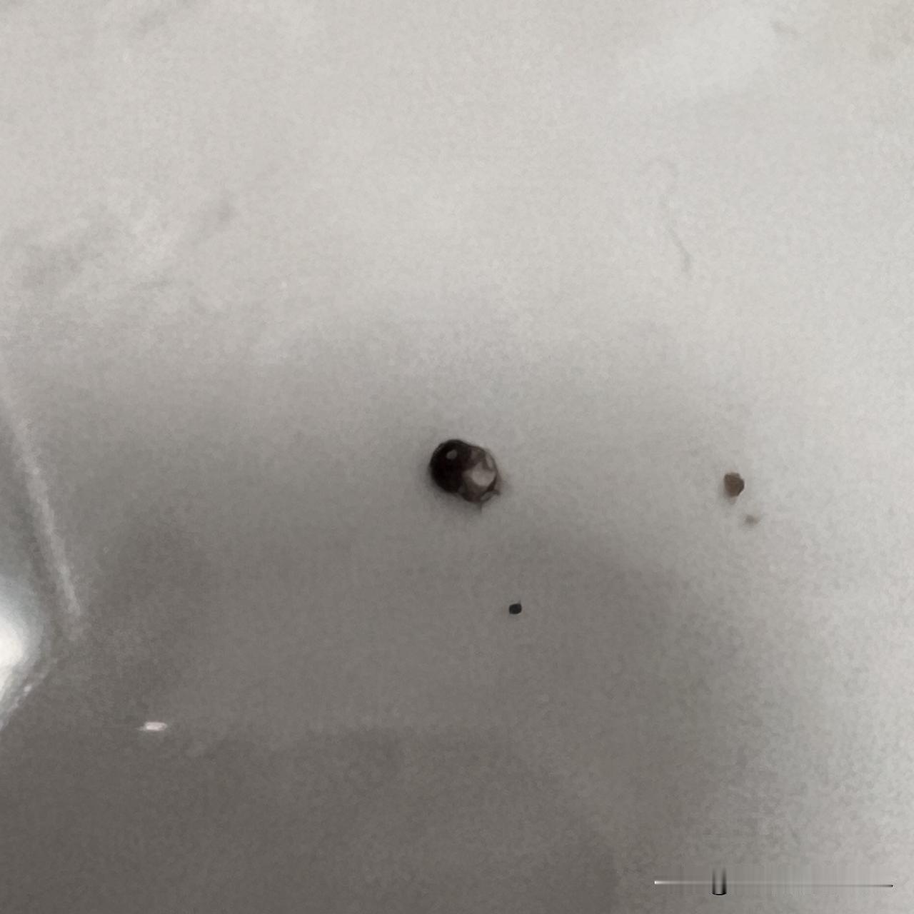 奇了怪了，一到春季和夏季，卫生间总有下图中的很小很小的黑虫子爬出来，打药也不行，