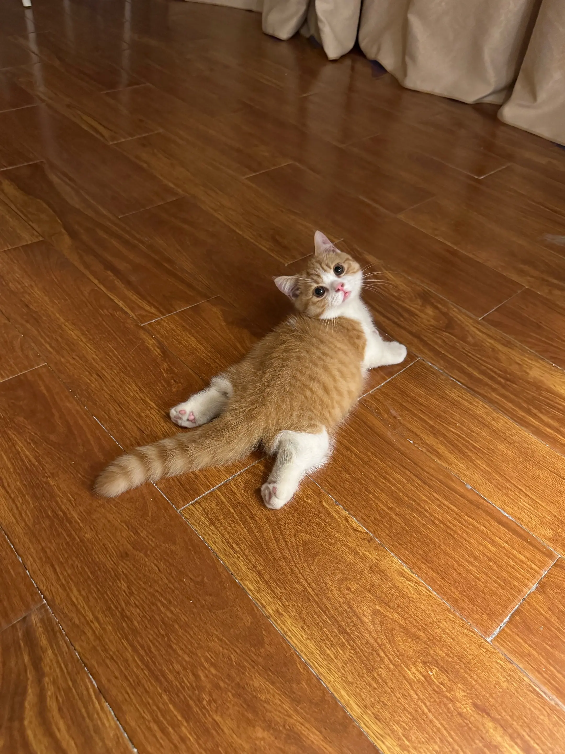 有人想吃板鸭吗？