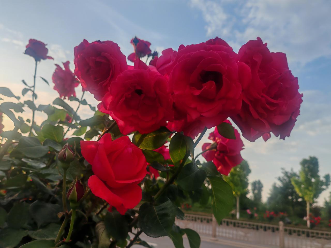 今日拍的月季花晴日的蓝天之下，几枝盛放的红月季开得热烈又张扬。饱满的花瓣层层叠叠