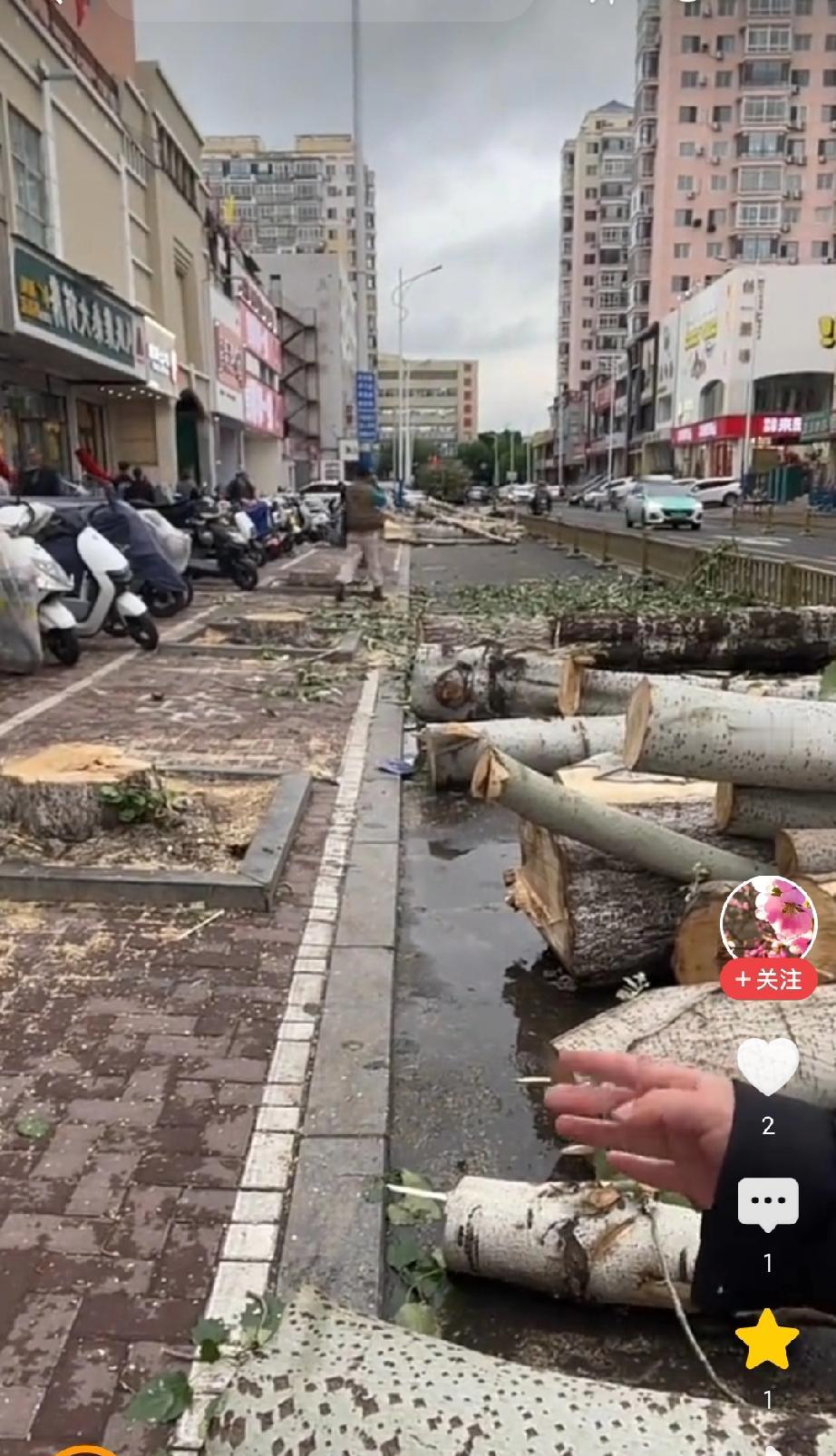 治理飞絮，保定该学学“换树”这根治之策了。

每年四五月份，保定城区杨絮、柳絮、