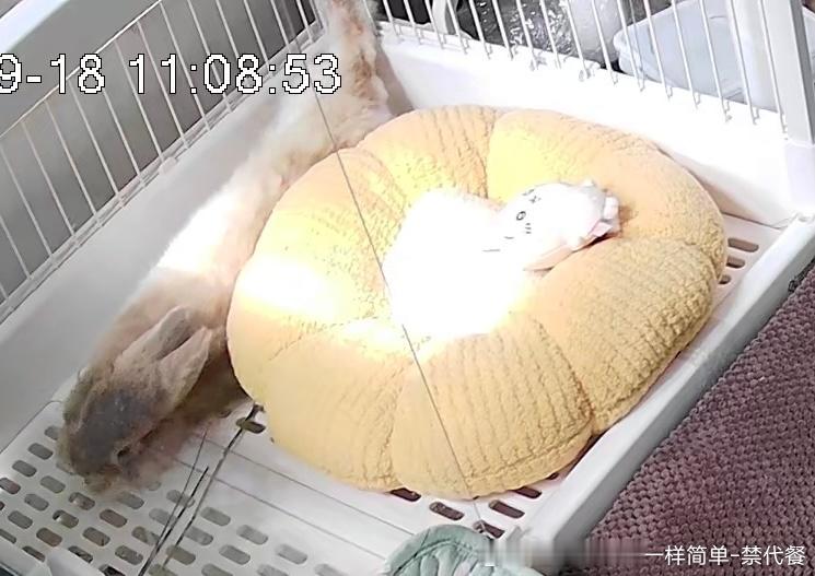15293🐇【何意味】未检测到兔形 ​​​