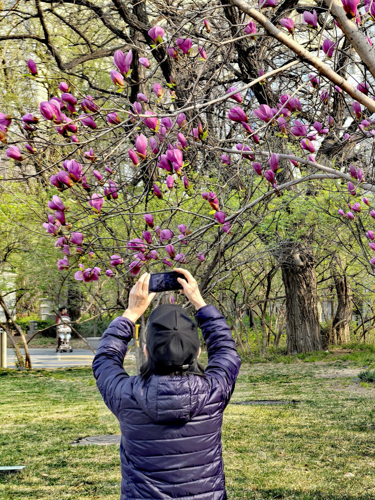 小院儿外面好春光