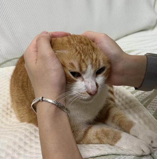 摸摸小猫头 猫咪征服人类 不耐烦的猫 日常撸猫 摸摸小猫头万事不用愁