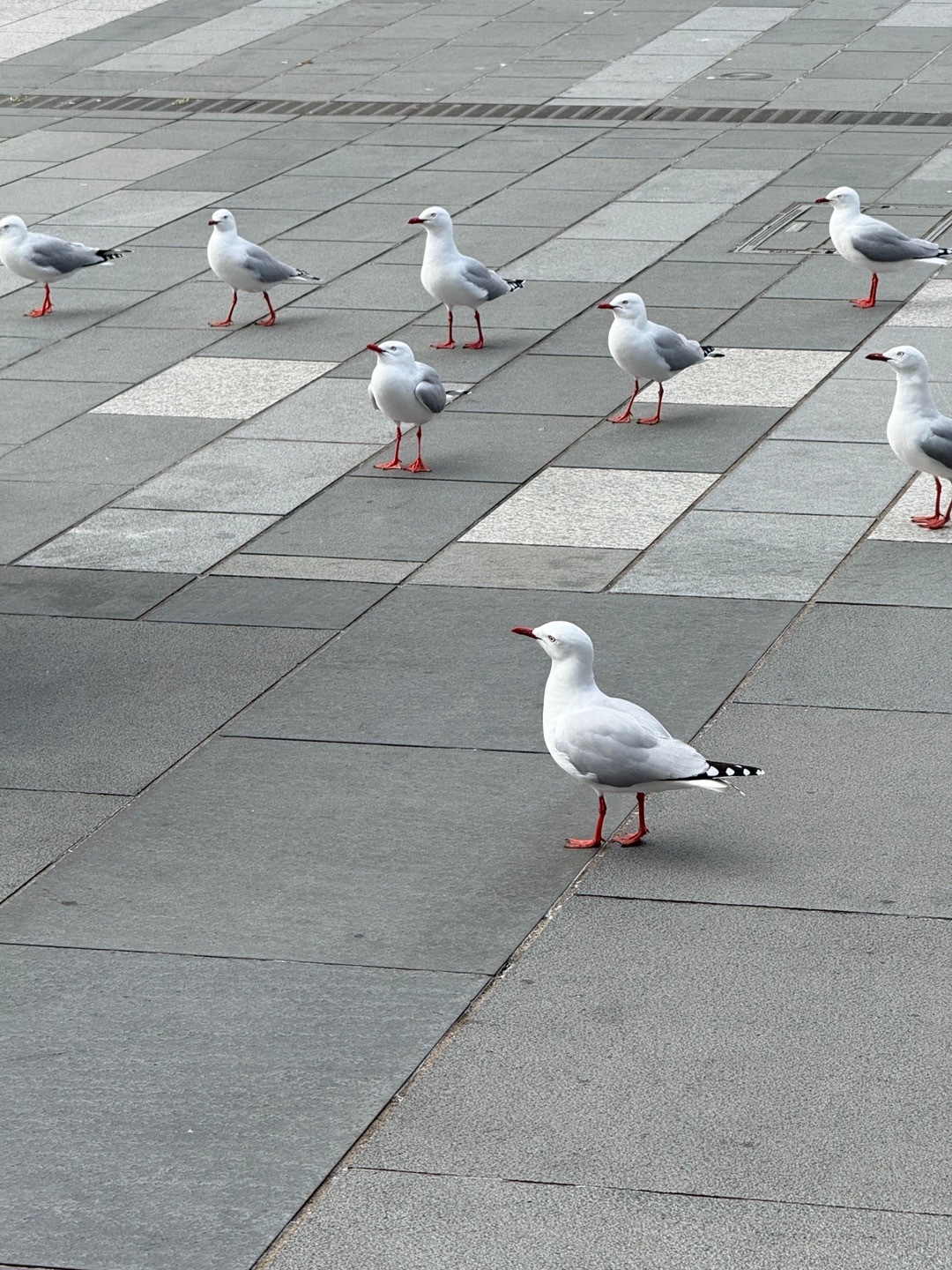 奧克蘭生日之旅  ​​​