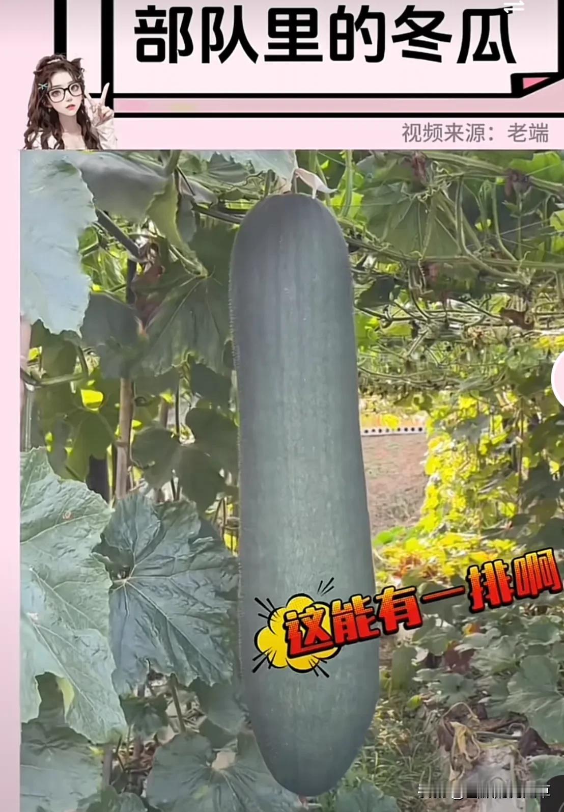 第一眼：wow，好大一个冬瓜，而已
第二眼：妈呀，好齐一排冬瓜，天呐

所以部队