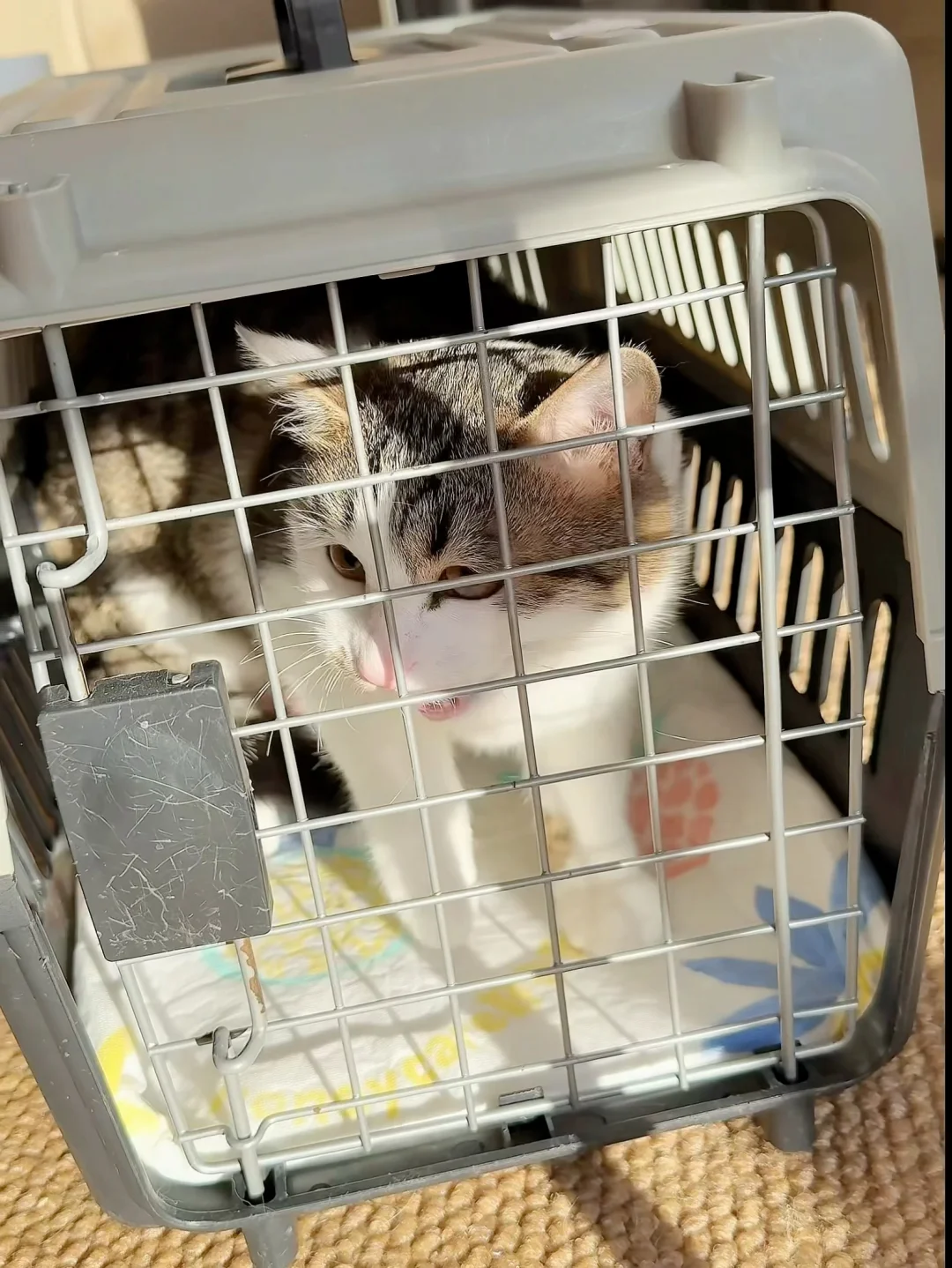 带猫过年长途！这个尿垫太救命