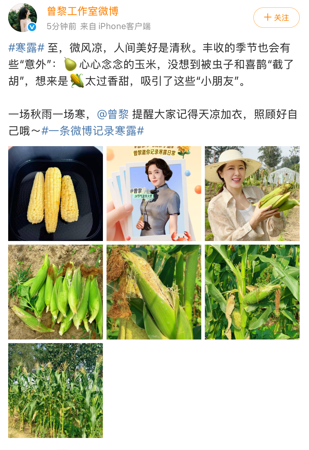 曾黎种了两个半月的玉米被虫子吃了曾黎晒自己种的玉米，种了两个半月的玉米，结果一大