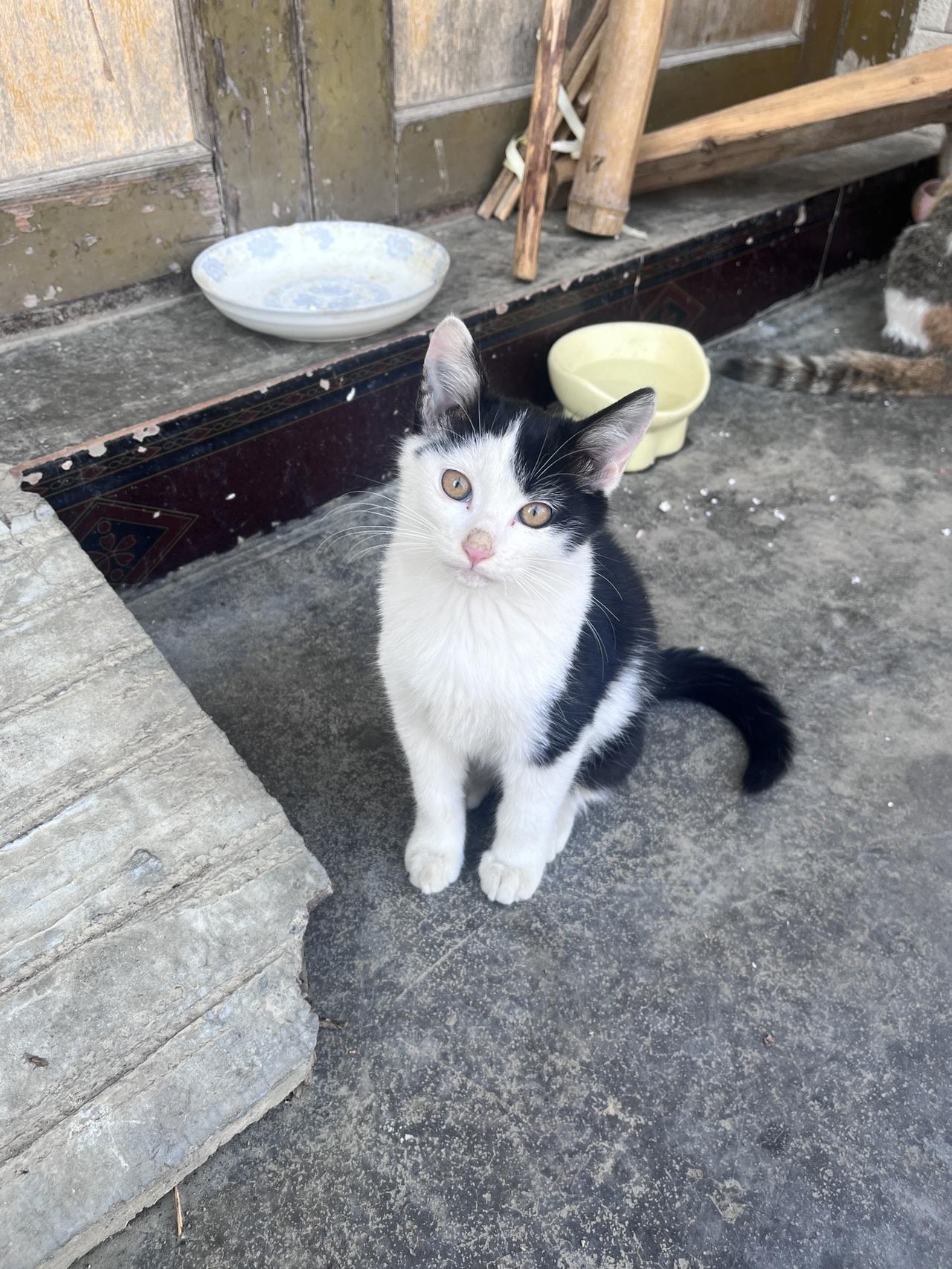 奶牛，愿喵星的你，永远无忧无虑。奶牛猫 家有猫咪 猫猫的铲屎官