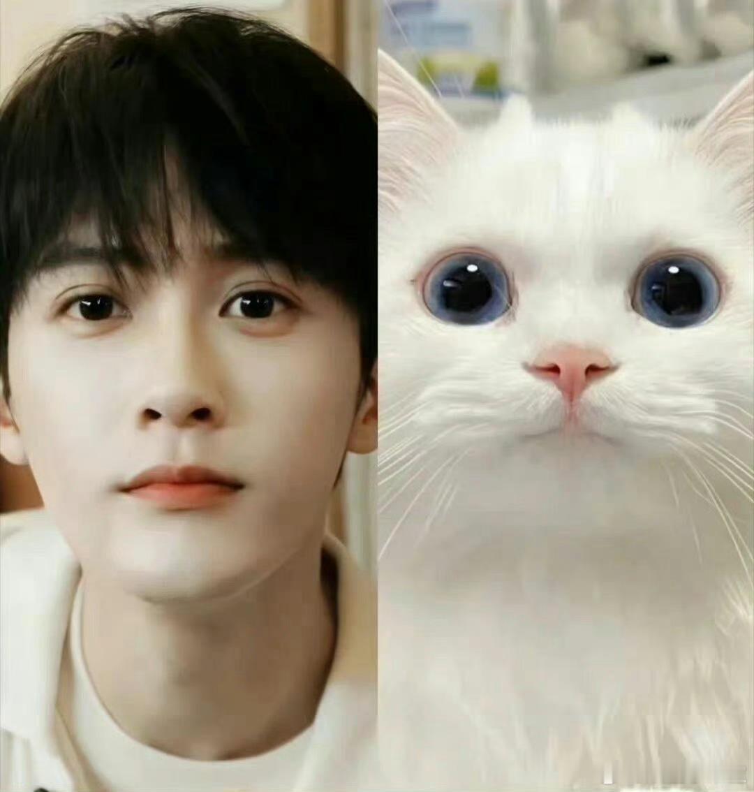 第一个猫塑周翊然的人是天才🐈一举一动都软乎乎自带猫系灵气，清冷长相搭配软糯性格