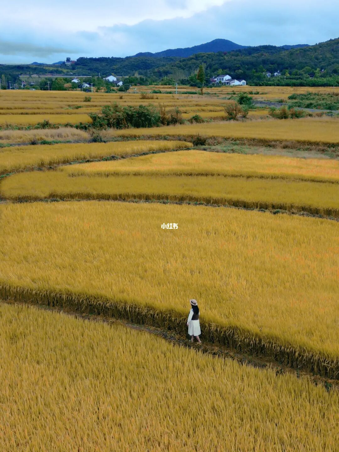 武汉周边万亩稻田，拍照📸绝美的地方❗