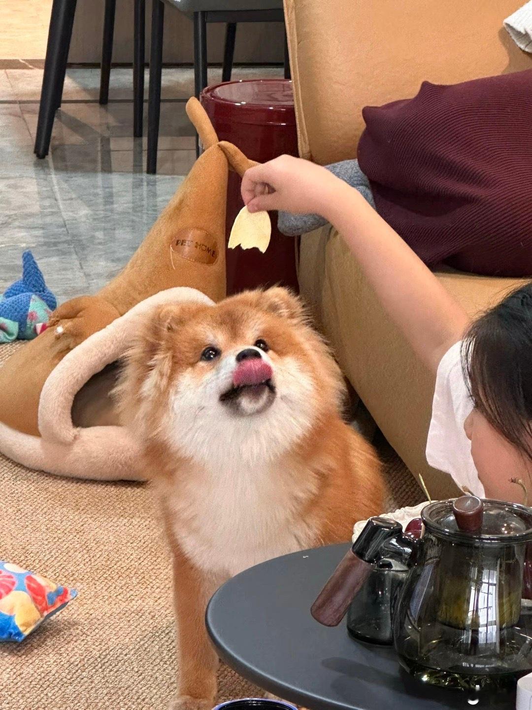 长毛柴犬 很少遇见 