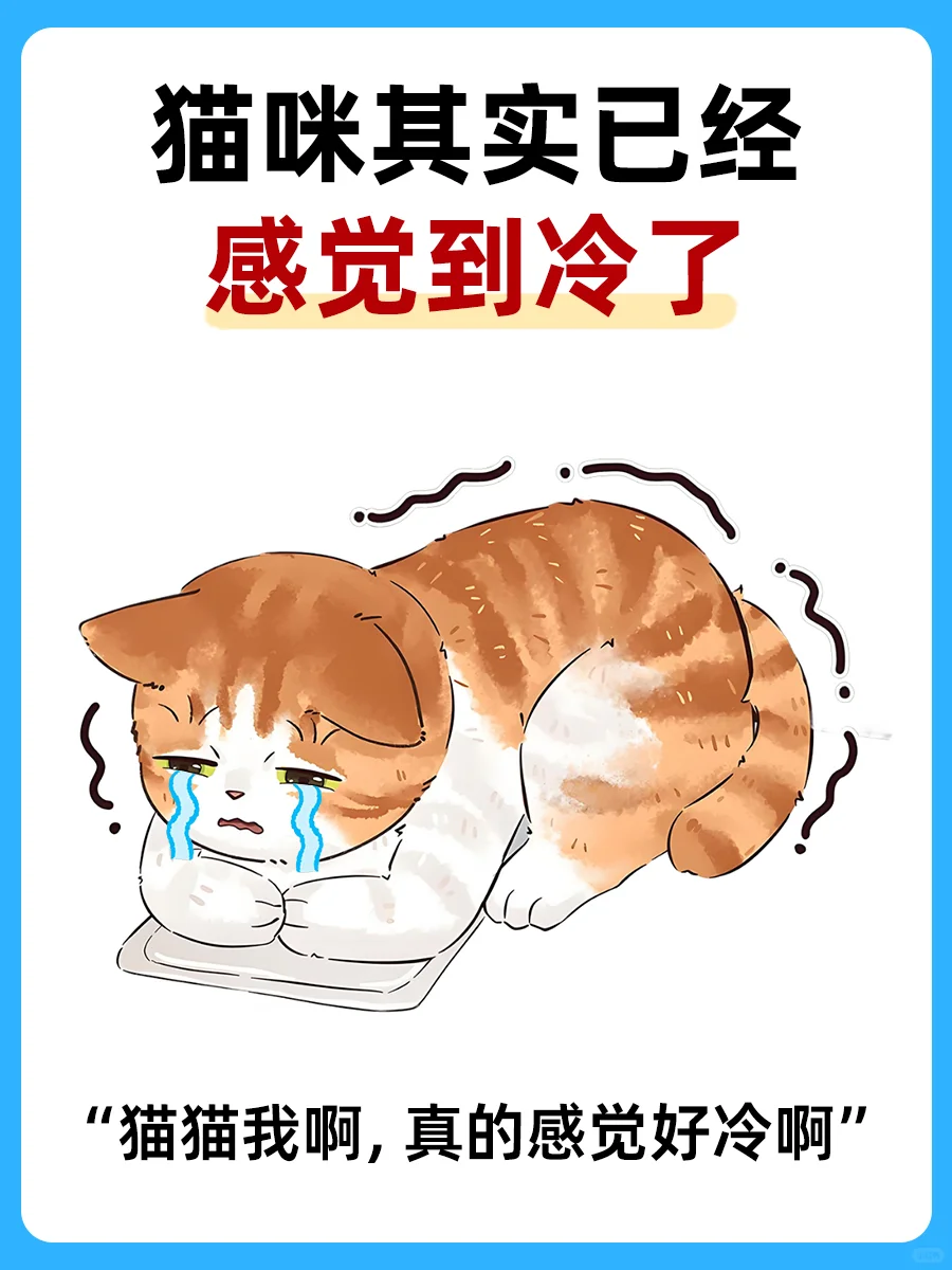 冬季爆毛美毛猫粮选的好，猫咪保暖效果好！