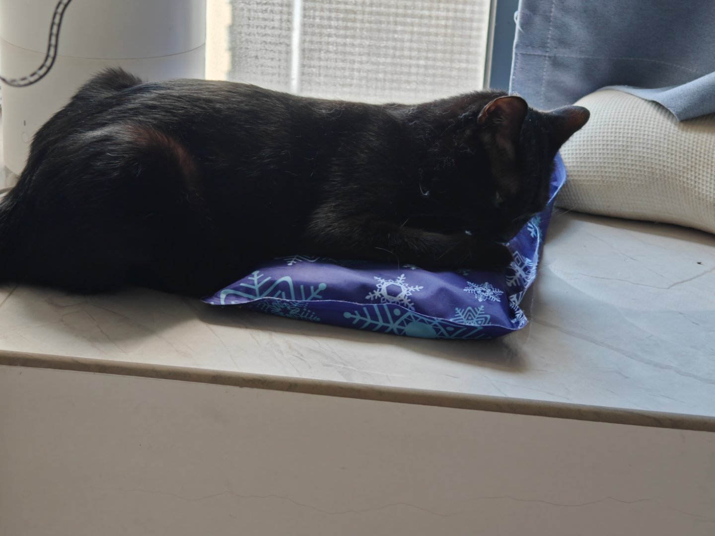 橙色高温预警，我的猫要都抱着水枕睡了。特地买的，居然用得上 