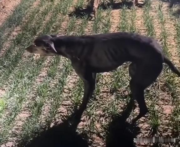 ‌狗狗剧烈运动后“石化”的真相与应对‌

河北唐山两只赛犬拉练20分钟后，一只突