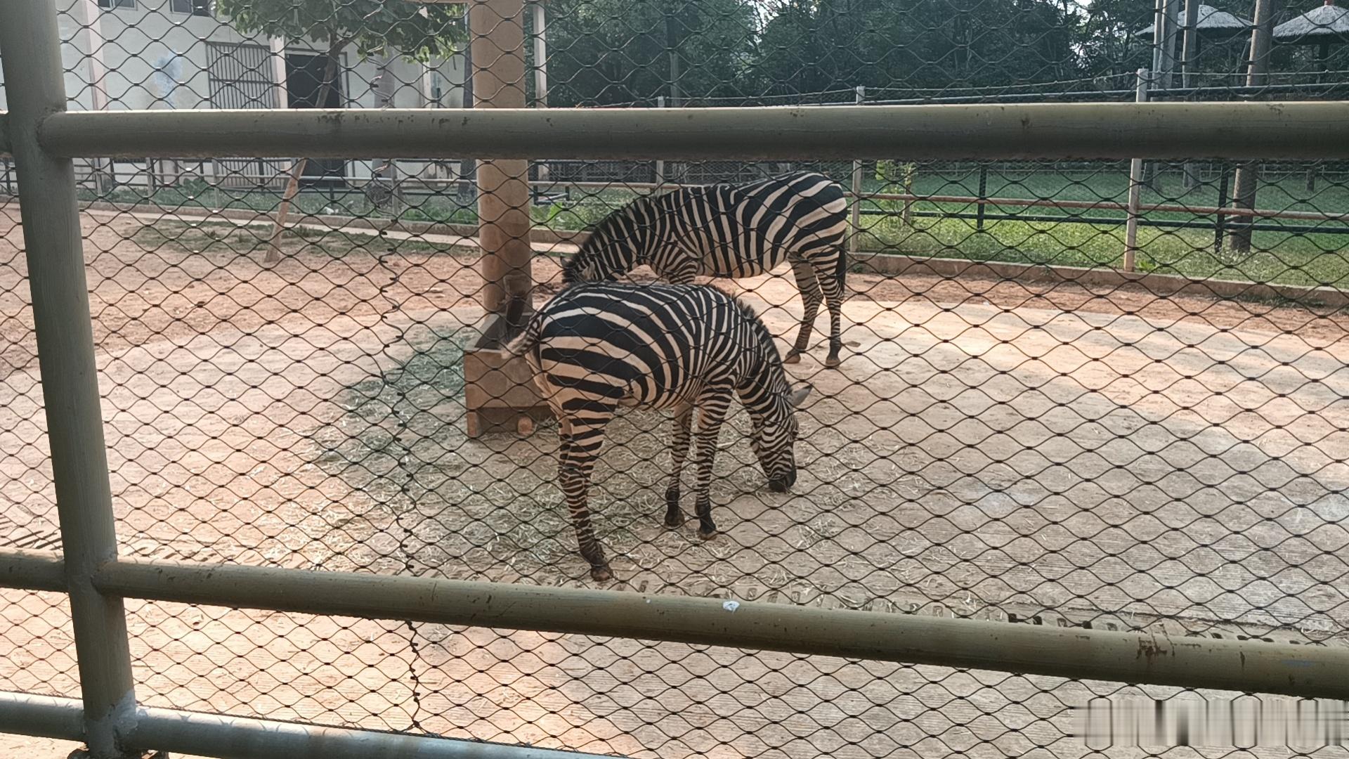 看斑马🦓了 