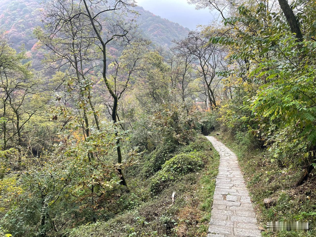 【七绝•细雨微寒步立冬】
细雨微寒步立冬，坡前草木唱青黄。
落叶调颜涂涧水，红枫