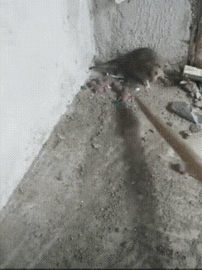 虽然过街老鼠人人喊打喊杀，但是看了这只老鼠妈妈之后，心里有点酸儿味！
这只老鼠妈